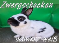 Zwergschecken schwarz-weiß